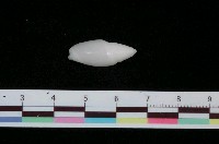 藏品(乳白彈頭螺)的圖片